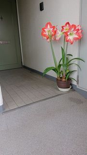 アマリリス(水口邸)リサイズ.jpg